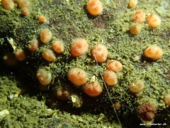 Dendrodoa grossularia (Tangbeere)